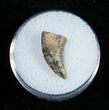 Inch Dromaeosaur/Raptor Tooth From Montana #2037-1